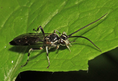 Coelichneumon navus