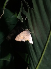 Euselasia thucydides