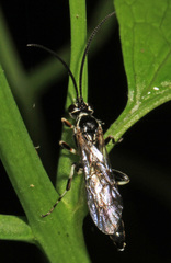 Coelichneumon navus