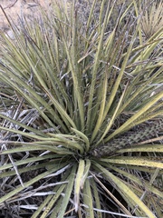 Yucca baccata brevifolia
