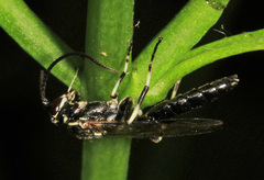 Coelichneumon navus