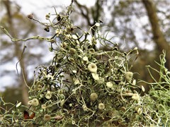 Ramalina stenospora
