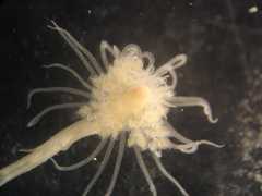 Ectopleura crocea