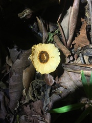 Abrachium floriforme