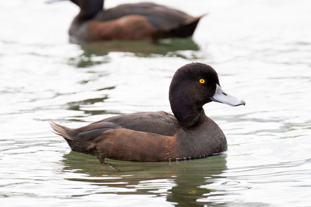 New Zealand Scaup photo