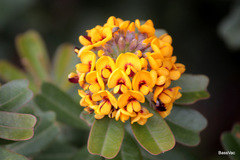 Gastrolobium bilobum