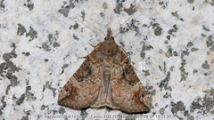 Hypena tristalis