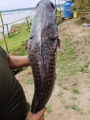 Pseudoplatystoma tigrinum