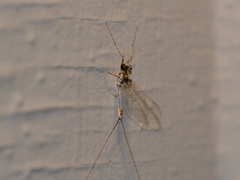 Maccaffertium modestum