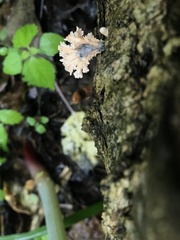 Xylaria flabelliformis