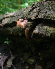 Xylaria flabelliformis