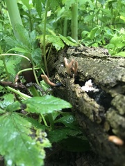 Xylaria flabelliformis