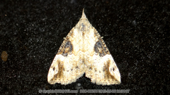 Hypena tristalis