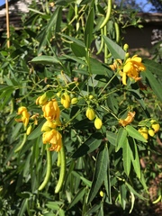 Senna corymbosa