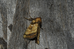 Papaipema harrisii