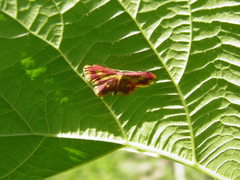 Idaea muricata