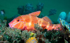 Blue-Lined Goatfish photo 2