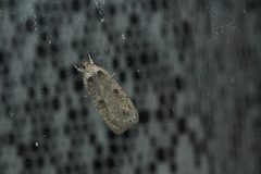 Agonopterix argillacea