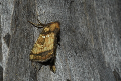 Papaipema harrisii