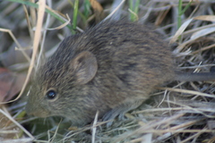 Sigmodon mascotensis