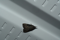 Hypena humuli
