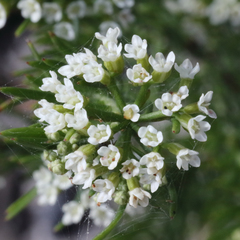 Platysace ericoides