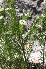 Platysace ericoides