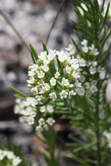 Platysace ericoides