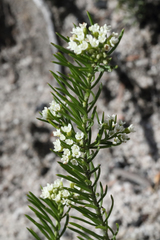 Platysace ericoides