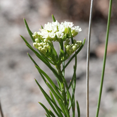 Platysace ericoides
