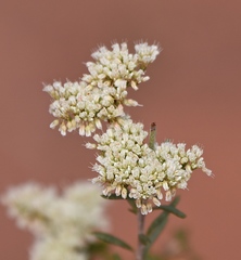 Eriogonum microtheca simpsonii