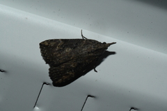 Hypena humuli