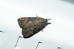 Hypena humuli