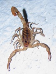 Centruroides elegans