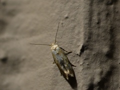 Mompha stellella