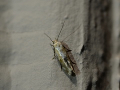 Mompha stellella