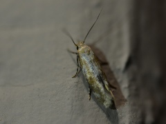 Mompha stellella