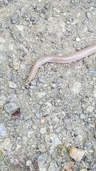 Carphophis