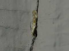 Mompha stellella