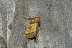 Papaipema harrisii
