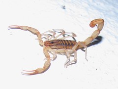 Centruroides elegans