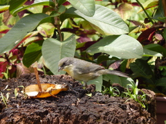 Microspingus cinereus