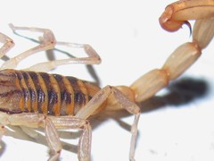 Centruroides elegans