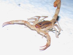 Centruroides elegans