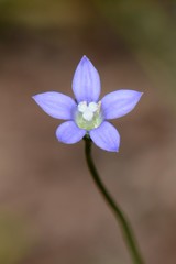 Wahlenbergia gymnoclada
