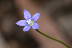 Wahlenbergia gymnoclada