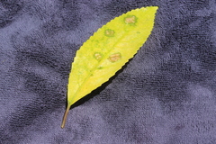 Cephaleuros lagerheimii