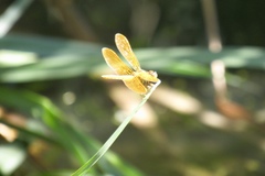 Perithemis intensa