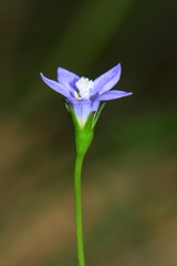 Wahlenbergia gymnoclada