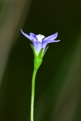 Wahlenbergia gymnoclada